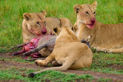 Lions with bloodied muzzles feed on their prey in the grassy savannah: warthog (Phacochoerus