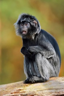 Javan lutung (Trachypithecus auratus), female sitting on a tree trunk, in captivity, found in