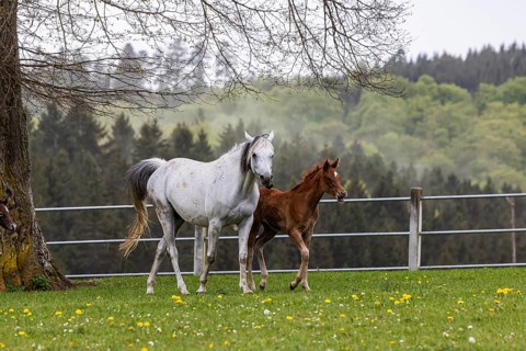 Foal pasture at Marbach main and state stud. Arabian mares with their foals. The stud is an