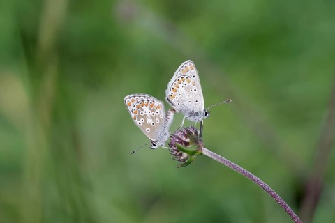 Common Blue (Polyommatus icarus), pair, copulation, macro, North Rhine-Westphalia, Germany
