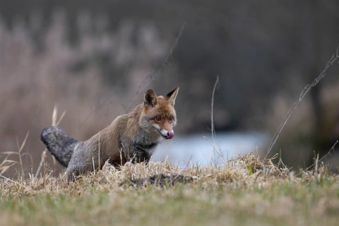 Red fox (Vulpes vulpes), Bitburg, Rhineland-Palatinate, Germany