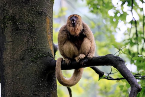 Black howler monkey (Alouatta caraya), adult, female, tree, sitting, calling, South America