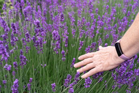 Hand of Senior Woman with Smart Bracelet Touching Purple Lavender Flowers in Field, A hand gently