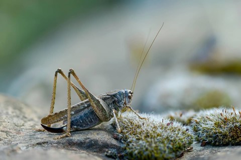 Grey bush cricket, deciduous locusts, platycleis albopunctata, tettigonioidea, western bite scare,