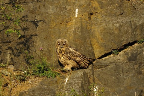 Eurasian Eagle-owl, bubo bubo, quarry in Sauerland, 16.07.2009