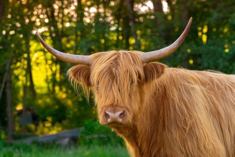 Artiodactyla, bos primigenius f. taurus, cattle, even-toed ungulate, highland cattle, kyloe,