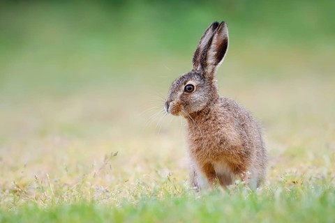 European hare (Lepus europaeus), young animal sitting in a meadow, North Rhine-Westphalia, Germany