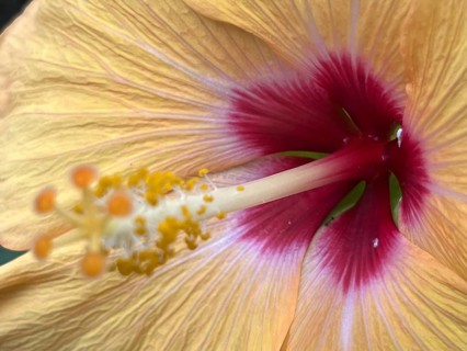 Hibiscus calyphyllus (sun hibiscus), yellow hibiscus flower with pistil, close-up, detail