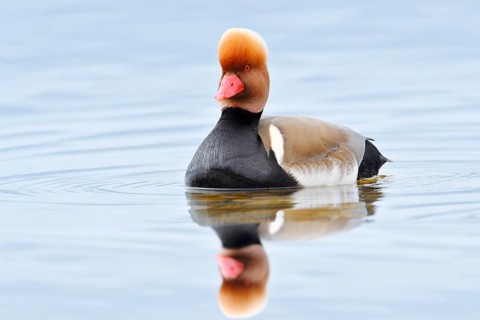 Red-crested Pochard (Netta rufina), male duck swimming, Lake Constance, Baden-Württemberg, Germany