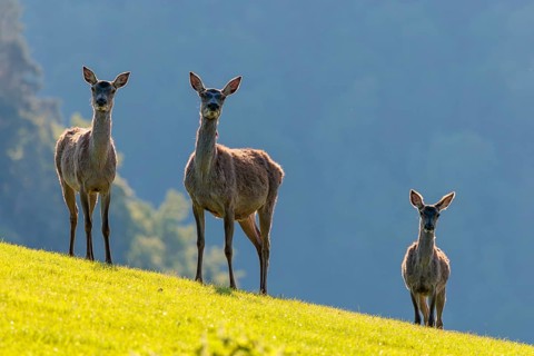 Three female red deer (Cervus elaphus) stand backlit on a sunny morning in a green meadow in hilly