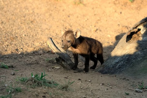 Spotted hyena (Crocuta crocuta), spotted hyena, young, alert, Kruger National Park, Kruger National