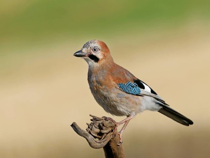A jay (Garrulus glandarius) perched on a root, Solms, Hesse, Germany