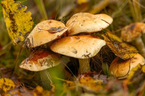 Bitter falbling, flaky stalked radish fälbling, large radish fälbling, hebeloma sinapizans, radish