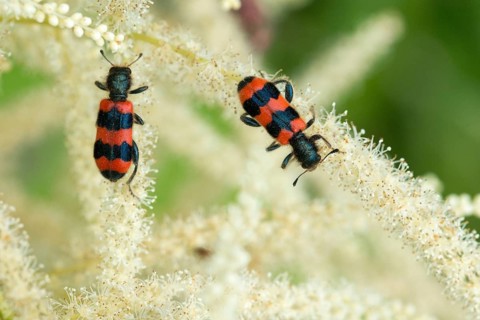 Bee beetle, bee wolf, common bee beetle, immense beetle, immense wolf, trichodes apiarius, beetle,