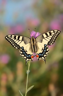 Swallowtail (Papilio machaon) on a flowering prostrate knapweed (Centaurea jacea), North