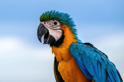 Young Yellow-breasted Macaw (Ara ararauna) in Jomtien, Thailand