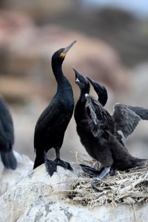 Cape cormorant (Phalacrocorax capensis), adult, two chicks, begging, nest, on rocks, Betty's Bay,