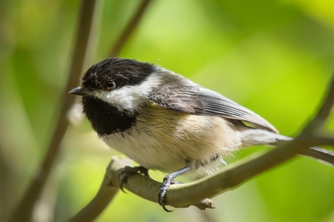 Black-capped Chickadee, (Poecile atricapillus), George C. Reifel Migratory Bird Sanctuary, Delta,