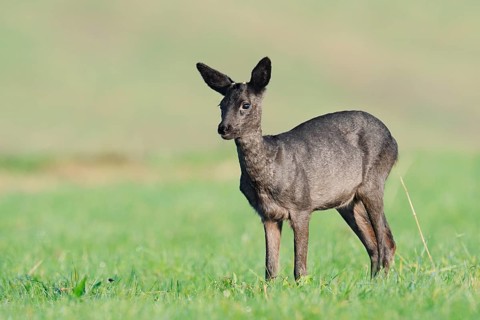 European roe deer (Capreolus capreolus), black roe deer, fawn standing in a meadow, Lower Saxony,