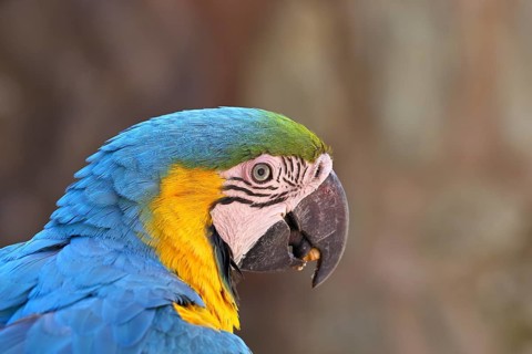 Yellow-breasted macaw (Ara ararauna), animal portrait, captive, found in South America, Hesse,