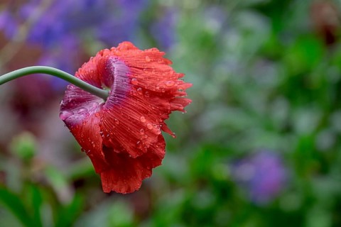 Garden poppies (Papaver) in the rain, North Rhine-Westphalia, Germany