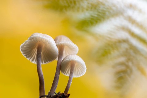 Lilac bonnet (Mycena pura), Feldberg Lake District, Mecklenburg-Western Pomerania, Germany