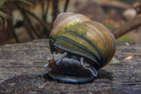 Danube river cover snail, Viviparus acerosus, gastropoda, mollusca, snails, molluscs