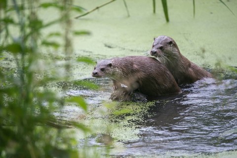 Carnivora, Eurasian otters, Lutra Lutra, predators, mammals, martens, raptors, mammals