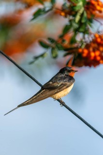 Hirundo rustica, barn swallow, birds, high size, portrait format, passeri, swallows, songbirds,