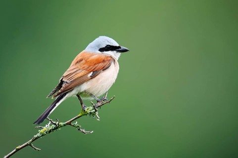 Red-backed shrike (Lanius collurio), male sitting on a branch, North Rhine-Westphalia, Germany