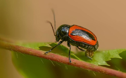 Cryptocephalus bipunctatus, drop beetle, two-spotted pot beetle, two-spotted drop beetle, beetle,