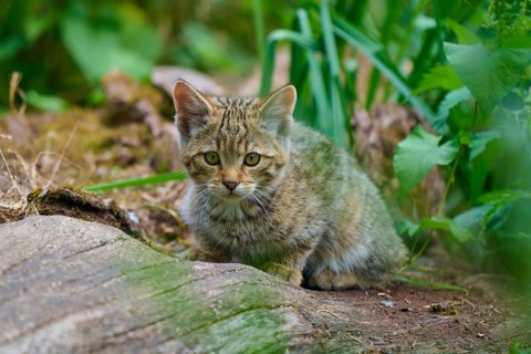 A peaceful kitten rests on the forest floor, surrounded by plants, a young European wildcat (Felis