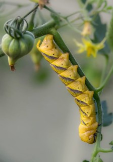 Acherontia atropos, death's-head hawkmoth, greater death's head hawkmoth, sphingidae, skull owl,