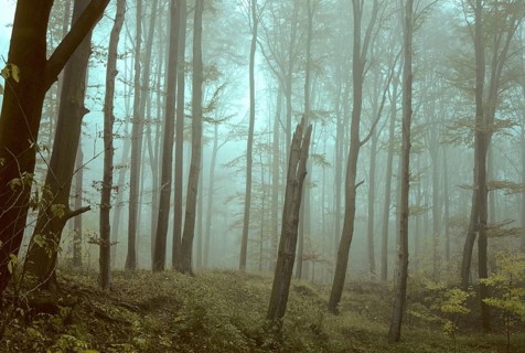 Germany, Greiz, Greiz-Werdauer-Wald, Thuringia, Atmosphere, Autumn, Beech Forest, Haze, Autumn,