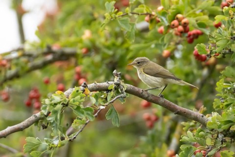 Common chiffchaff (Phylloscopus collybita) adult bird in a hawthorn tree in a hedgerow with red