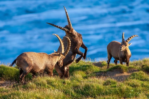 Alpine ibex (Capra ibex), Heiligenblut am Großglockner, Carinthia, Austria