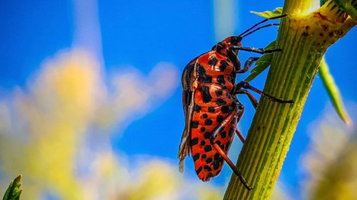 A close-up photograph of a red-and-black striped bug (Graphosoma italicum) on a plant stem against
