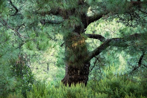 Canary Island pine (Pinus canariensis) and pine forest. La Palma, Canary Islands, Spain