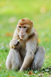 A Barbary macaque or magot (Macaca sylvanus) is sitting in a meadow eating, found in Morocco,