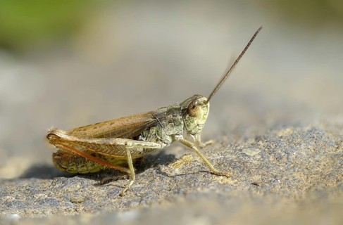 Acrididae, Caelifera, Chorthippus apricarius, field grasshoppers, field locusts, gomphocerinae,