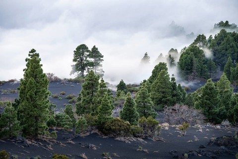 View from the Mirador Astronómico del Llano del Jable of Canary Island pines (Pinus canariensis)