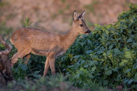 Roe deer (Capreolus capreolus), Emsland, Lower Saxony, Germany