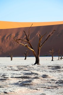 Dead trees in front of red sand dunes, atmospheric white salt pan Dead Vlei, Sossusvlei, Namib,