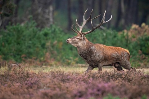Red deer (Cervus elaphus), rut, Hoenderloo, Gelderland, Netherlands