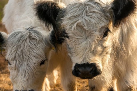Artiodactyla, Bos Taurus sspec.4, cattle, even-toed ungulate, galloway cattle, galloway cattle,