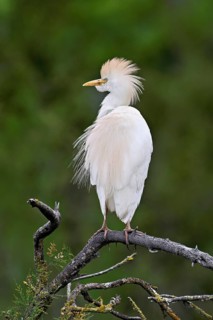 Cattle egret (Bubulcus ibis), perched on a branch, Camargue, southern France, France