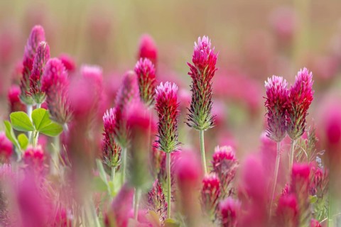 Crimson clover, Italian clover (Trifolium incarnatum) annual plant native to Atlantic and southern