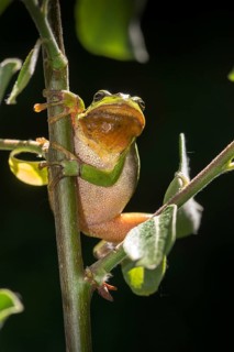 European tree frog, hyla arborea, tree frog, amphibians, amphibians, high size, portrait format,