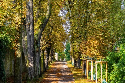 Kastanienallee im Park Belvedere, Weimar, Thuringia, Germany