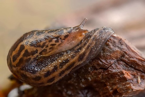 Big snail, big snowgel, limax maximus, snowgel, tiger snail, gastropod, great grey slug, leopard